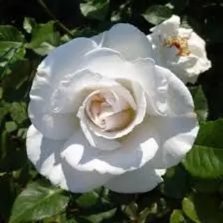 Margaret Merril