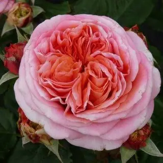 Mary Ann