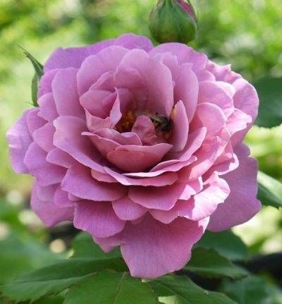 Magenta — 1. fotogrāfija