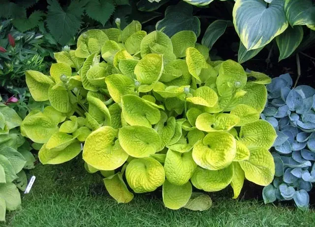 Hosta Maui Buttercups — 1. foto