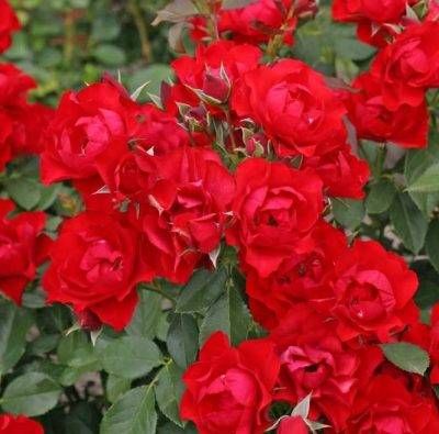 Black Forest Rose