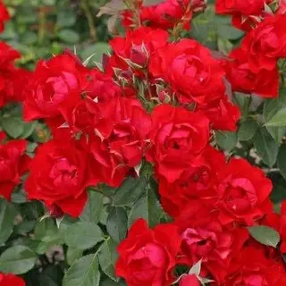 Black Forest Rose