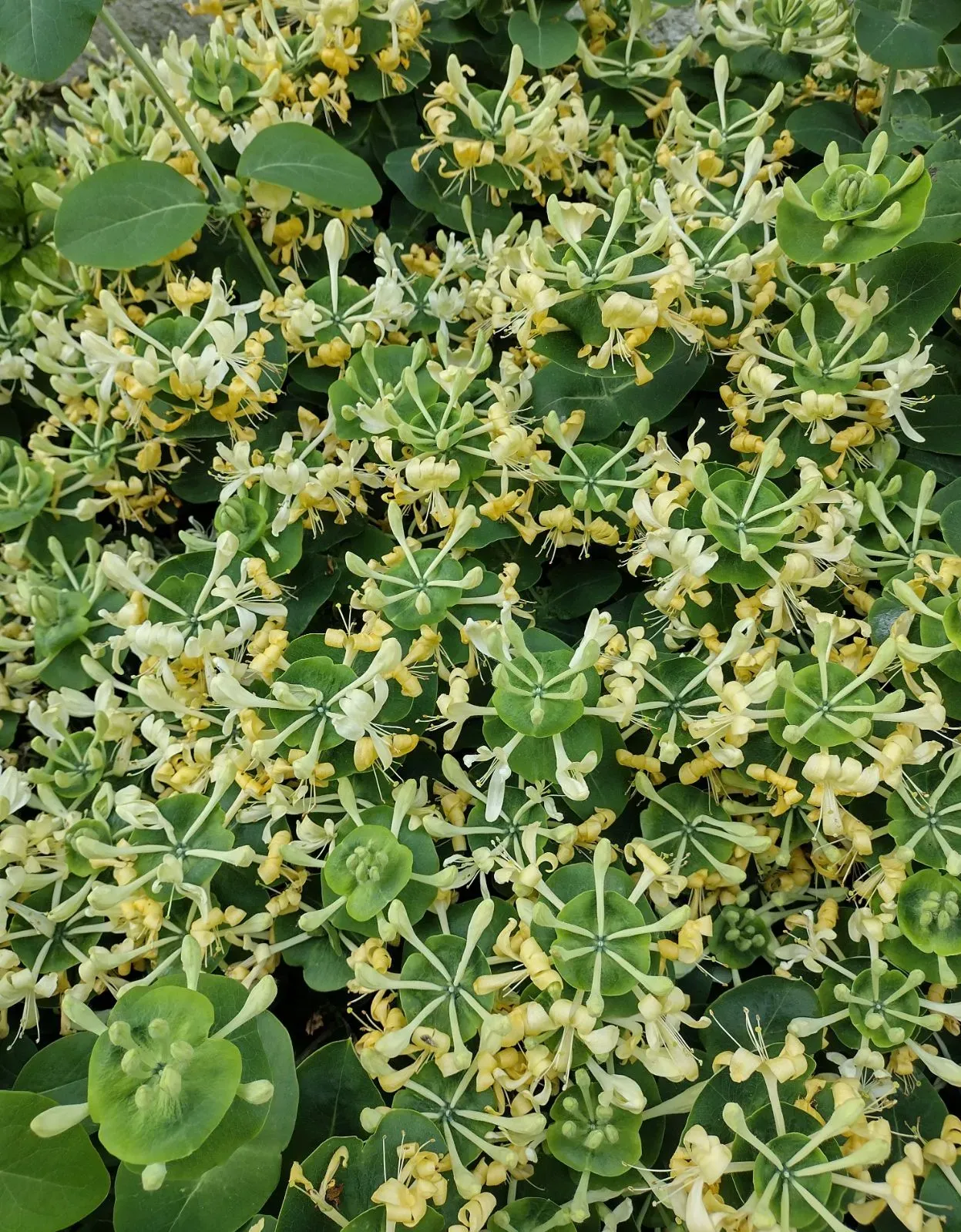 Lonicera Caprifolium(saldā mīla) - ceturtā gada stāds