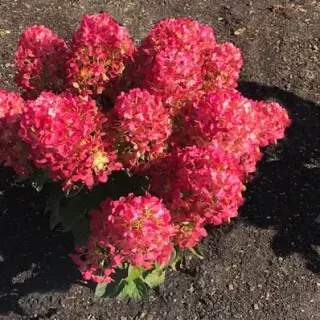 Living Little Rosy