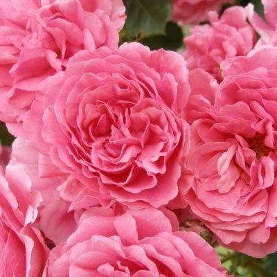 Rosarium Uetersen — 1. foto