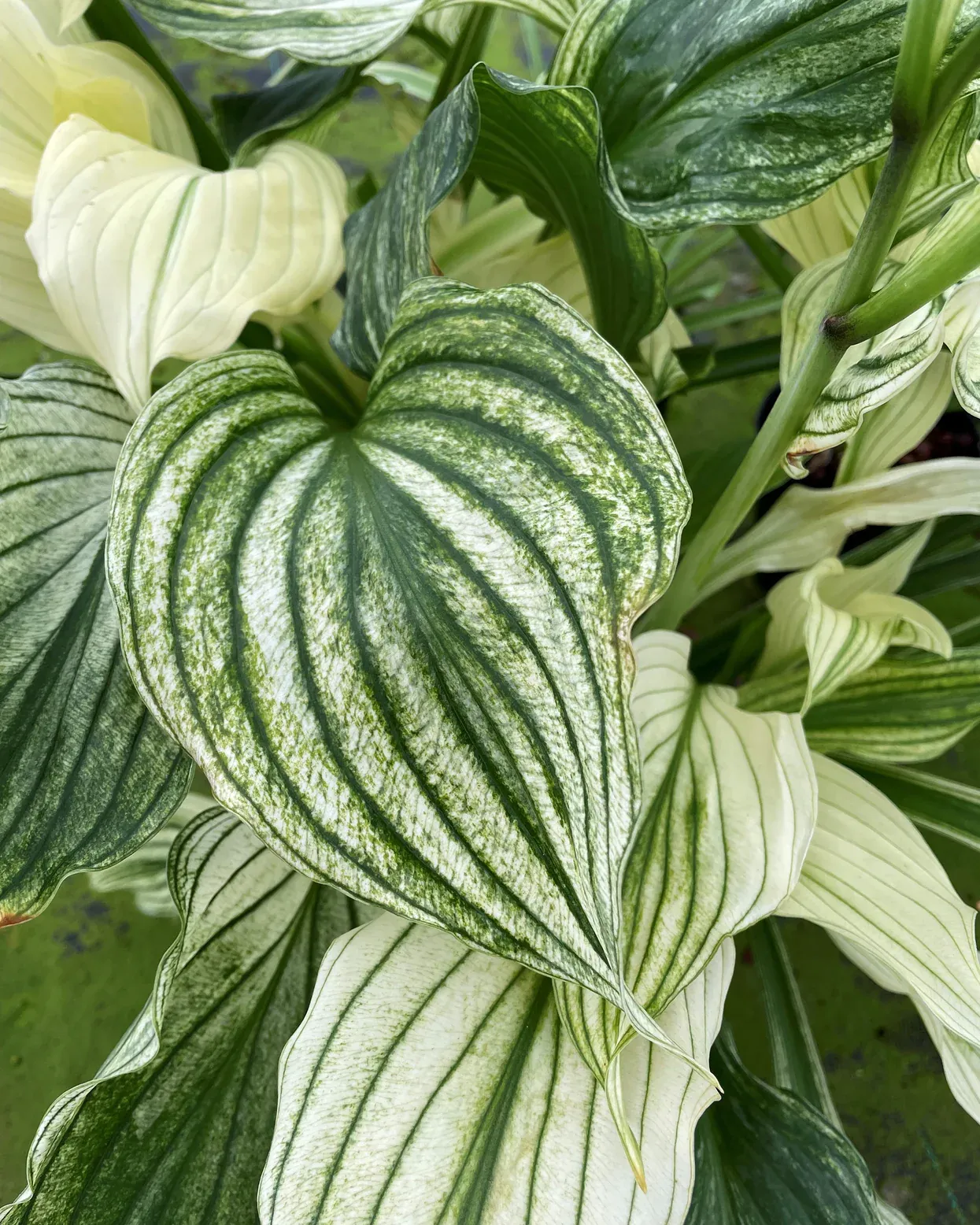 Hosta 'Zebra Stripe' — photograph 2