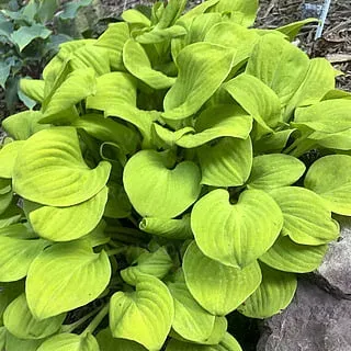 Hosta 'Sun Mouse' — 1. foto