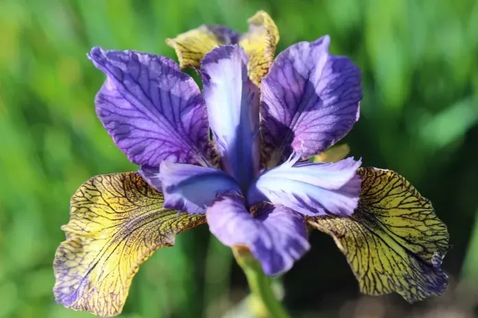 Sibirinis vilkdalgis ‘Peacock So Van Gogh’ — 1 nuotrauka