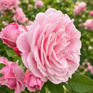 Rosengrafin Marie Henriette