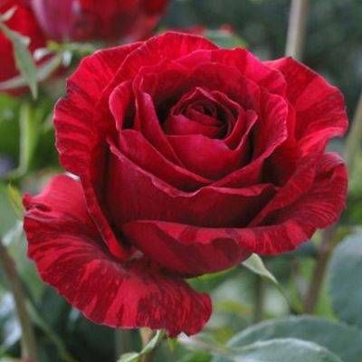 Red Intuition — 2 nuotrauka